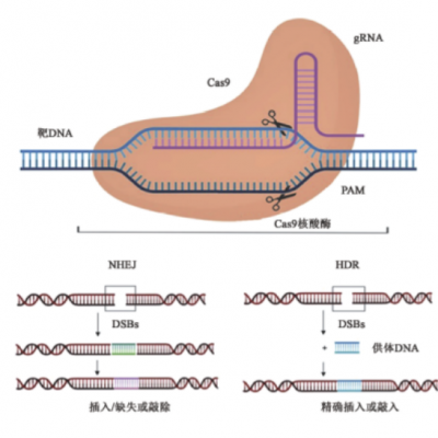 雨生紅球藻中基于CRISPR/Cas9 遺傳操作體系的建立及在提高生物量和蝦青素含量中的應用技術研究